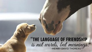 The language of friendship is not 