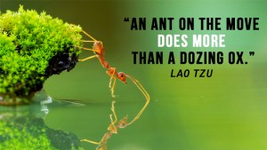 An ant on the move does 